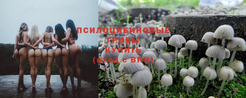 сколько стоит  Коряжма  Псилоцибиновые грибы Psilocybe 